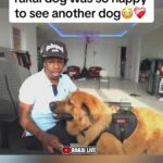 @trashhclips rakai dog was so happy to see another dog    …
