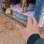 @lovepetcute2 Kaka       @pet cute  @pet cute  @pet cute  …