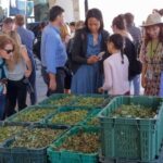 The Crete Model: Growing Olive Oil Tourism in Greece