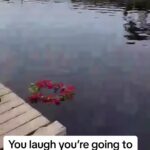 @alofalepua Try not to laugh        …