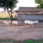 @minhas.gangaal foryou Foryoupage  …