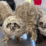 Spunky baby owls examined after being found on soccer field