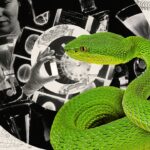 Venomous Snakes Represent a Serious Public Health Problem. Scientists Are Biting Back With a Grou… Smithsonian Magazine