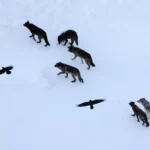Scientists thought ravens followed wolves. They were wrong