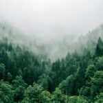 Why financing forests through carbon markets makes sense