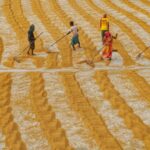 Food finance is vital in the face of rising climate risks