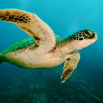 Sea turtle shells reveal hidden records of ocean change