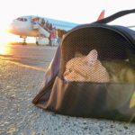 Greece Airlifts Pets as Families Flee Middle East War – One Green Planet