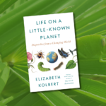 Decoding whale-speak with AI