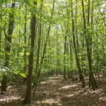 Impact Investing, Finance and Markets