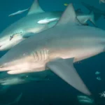 Scientists just discovered bull sharks have friends