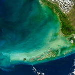 University of Miami launches new research on governance of Florida’s Coral Reef