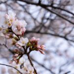 How scientists forecast Washington DC’s peak bloom each spring : Short Wave : NPR