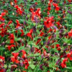 These flowers evolved rapidly to survive drought, scientists say : Short Wave : NPR