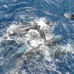 Witnessing a sperm whale birth, scientists find a remarkable amount of teamwork : NPR