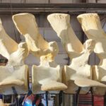 Skeleton of massive blue whale expected to make final migration to Hatfield Marine Science Center in May