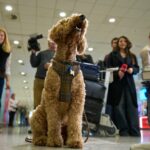 Greece evacuates pets, and their owners, from Mideast conflict