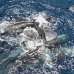 Female sperm whales work together during a birth to protect the calf