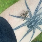 Scared of spiders? Scientists say the real nightmare is losing them