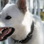 10 Perfect Horror Movies That Nobody Remembers