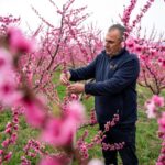 A pink veil across the fields: Thousands flock to Greece’s peach blossoms