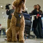 Greece launches an animal airlift to evacuate pets and their owners from the Mideast