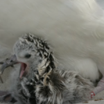 The world’s oldest wild bird has a new grandchick