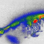 Hidden antibiotics in river fish spark new food safety fears