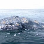 Nearly 1 in 5 gray whales die after entering the San Francisco Bay