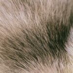 Visa is latest big sponsor to end Milan Fashion Week deal due to fur