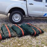 Greece clamps down on black market fishing as endangered sea urchins pushed towards extinction