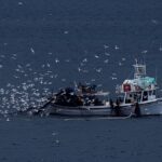 As Greece battles illegal fishing, new digital platform aims to step up protection of marine life
