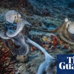 Sex at arm’s length? Male octopuses use specialised arm to mate, scientists find | Marine life