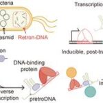 DNA steps out of the “blueprint” role to become an active “field agent”