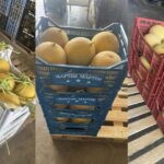 Unsuccessful early melon crop in Crete, Greece