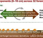 Unearthing the secrets of forest soil: Microbial remains and plant waxes are key to carbon storage