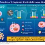 Transferring cytoplasmic contents and organelles between living cells