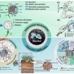 Biochar and microbes team up to clean polluted soils and water, new review finds