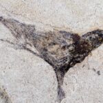 Scientists discover fossils that change what we know about evolution