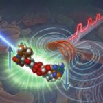 New microscopy technique reveals hidden magnetic chemistry in living systems