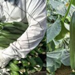 Improved quality, but significantly lower quantity for the spring cucumbers of Crete, Greece