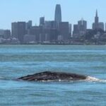 18% of gray whales that enter San Francisco Bay die there, scientists find
