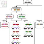 Scientists decode the dynamic heart of elephant grass chromosomes