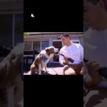 Top 10 Dog and News Reporter Interactions