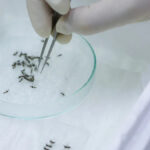 As mosquitoes become more immune to insecticides, scientists find a way to limit reproduction