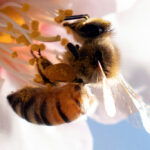 It’s OK to love all bees — including honey bees