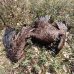 Poisoning incident deals major blow to Cinereous Vulture population in Greece, #ornithology news via @RareBirdAlertUK