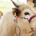 Las Vegas welcomes back free country music festival