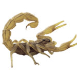 And the winner is: NBA nickname poll has clear winner | Basketball