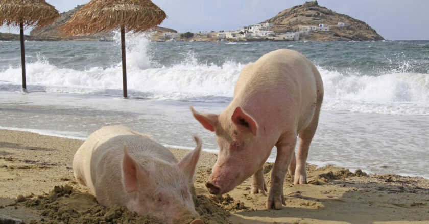 Canada blocks meats, dairy from Greece over foot-and-mouth disease